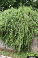 matrimony vine