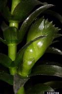 Fruit