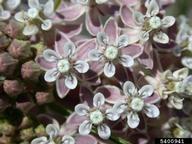 Mexican whorled milkweed (<em>Asclepias fascicularis</em>) flower(s)