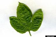 brown spot (<em>Alternaria alternata</em>) symptoms on passionflower (<em>Passiflora edulis</em>)
