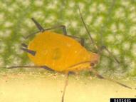 oleander aphid (<em>Aphis nerii</em>) adult(s) on  (<em>  </em>)