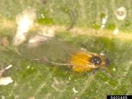 oleander aphid (<em>Aphis nerii</em>) adult(s) on  (<em>  </em>)