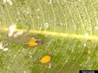 oleander aphid (<em>Aphis nerii</em>) adult(s) on  (<em>  </em>)