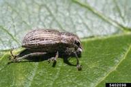 whitefringed weevil (<em>Naupactus leucoloma</em>) adult(s)