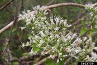 climbing hempweed