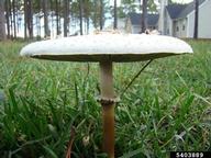false parasol or green-spored parasol (<em>Chlorophyllum molybdites</em>) fruiting bodies