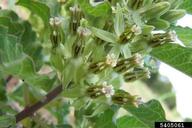 zizotes milkweed (<em>Asclepias oenotheroides</em>) flower(s)