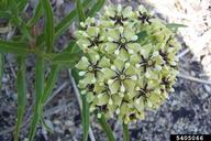 antelopehorns (<em>Asclepias asperula ssp. capricornu</em>) flower(s)