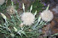 western salsify (<em>Tragopogon dubius</em>) fruit(s)