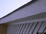 Many adults swarming a house
