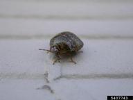 Adult on side of house