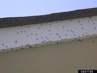 Swarming a house