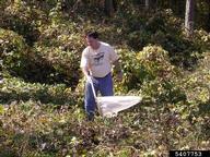 Sweep netting for the bug in kudzu
