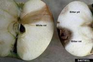 Comparison of the internal apple fruit symptoms of white rot (Botryosphaeris dothidea) (left), bitter rot (Glomerella cingulata) (lower right) and bitter pit (Localized calcium deficiency)  (upper right).