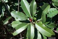 Taiwanese photinia: Photinia serratifolia (Rosales: Rosaceae): Invasive  Plant Atlas of the United States