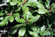 philodendron oxycardium Philodendron Oxycardium – agriyumfoods