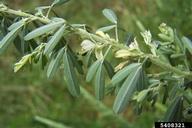 sericea lespedeza (<em>Lespedeza cuneata</em>) foliage