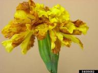 on marigold