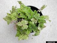 Leaf spot
Pathogen type: Bacterium