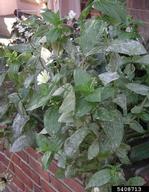 Powdery mildew
Pathogen type: Fungus