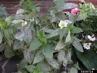 Powdery mildew
Pathogen type: Fungus