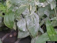 Powdery mildew
Pathogen type: Fungus