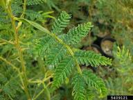 young leaves