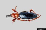 sweetpotato weevil (<em>Cylas formicarius</em>) adult(s)