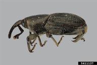 banana root borer (<em>Cosmopolites sordidus</em>) adult(s)
