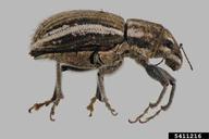 whitefringed weevil (<em>Naupactus leucoloma</em>) adult(s)