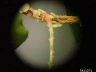 larva feeding in stem; ready to drop