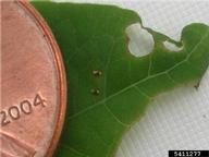 on leaf with penny for scale