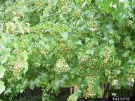 diseased fruit on hawthorn