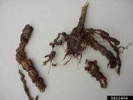 severely galled roots