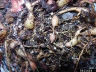 galls on roots