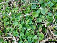 Carolina dichondra