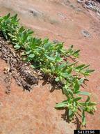 Forest and Kim Starr, Starr Environmental,  Bugwood.org