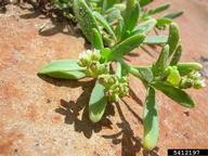 Forest and Kim Starr, Starr Environmental,  Bugwood.org