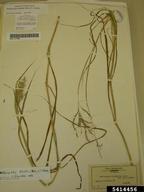 BISH specimen