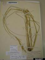 BISH specimen