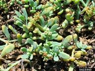 Forest and Kim Starr, Starr Environmental,  Bugwood.org