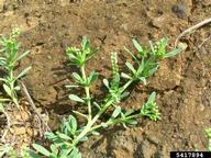 Forest and Kim Starr, Starr Environmental,  Bugwood.org