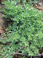 Forest and Kim Starr, Starr Environmental,  Bugwood.org