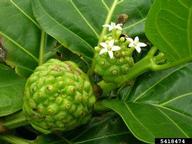 Forest and Kim Starr, Starr Environmental,  Bugwood.org Flowers and