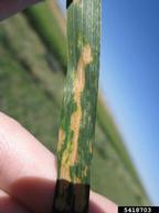 Leaf symptoms of septoria