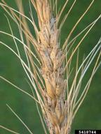 on wheat head