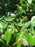 Young leaves