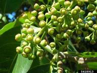 Capsules forming