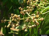 Capsules