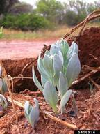 Forest and Kim Starr, Starr Environmental,  Bugwood.org